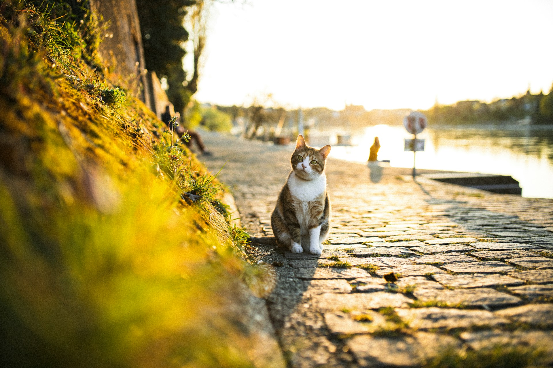 Cat looking for the Hidden Job Market in Basel